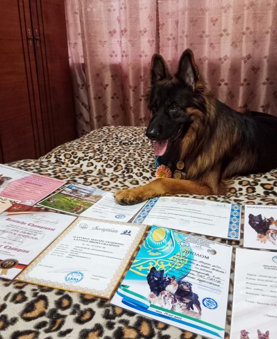 Ищем Невестку. Длинношёрстный кобель Немецкой овчарки