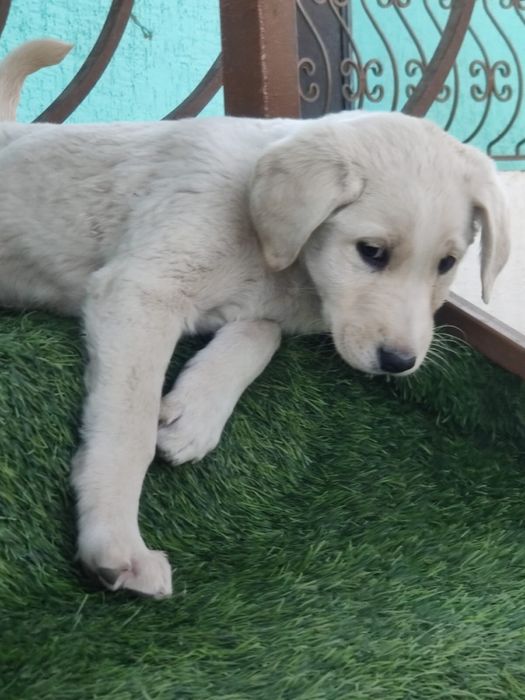 Щенята тазы, сучки.