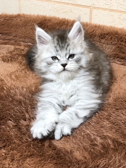 Мейн-Кун! Девочка!