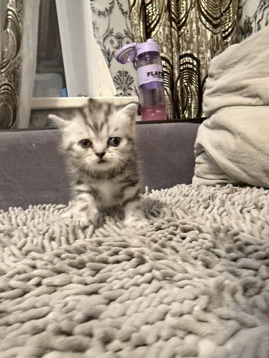 Продам котят породимстых