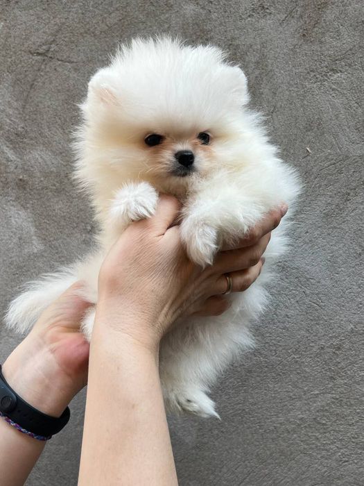 Клубные щенки шпица