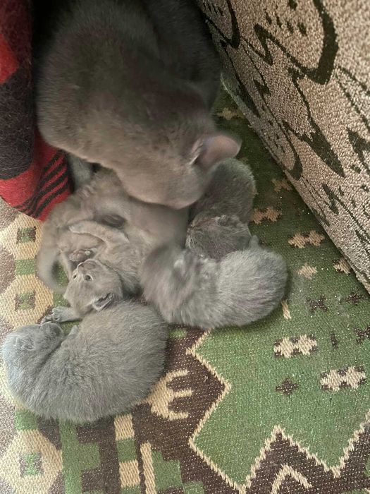 късокосместа британка - клепоухи котенца