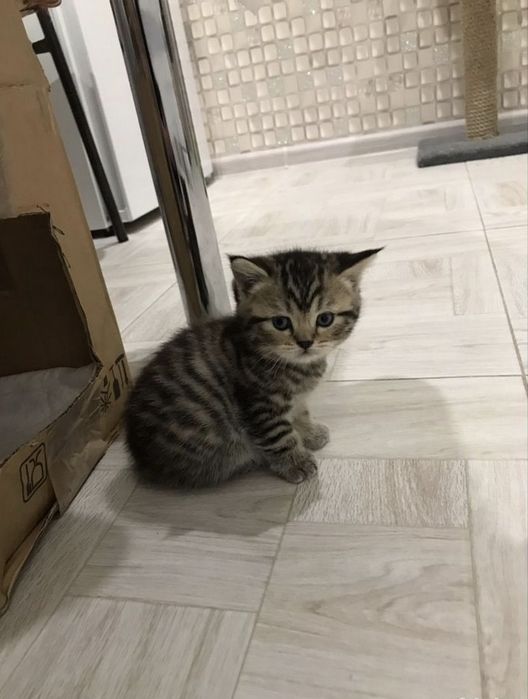 Вислоухие Шотландские котята