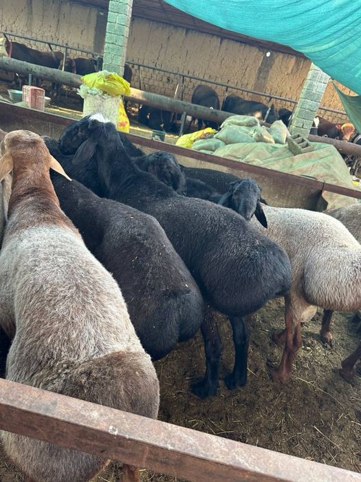 Qurbonlik uchun sifatli va xalol boqilgan quylar