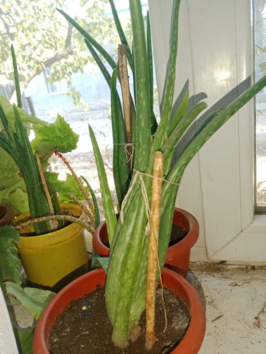 Цветы домашние ок