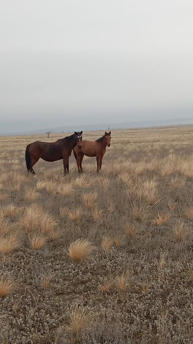 Семиз жабагылар бар кг 2500 наличными  кимге керек хабарласса болады