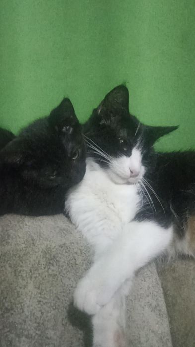 Кошка в добрые руки