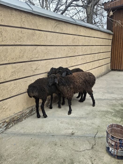 Қошқарлар сатылымда