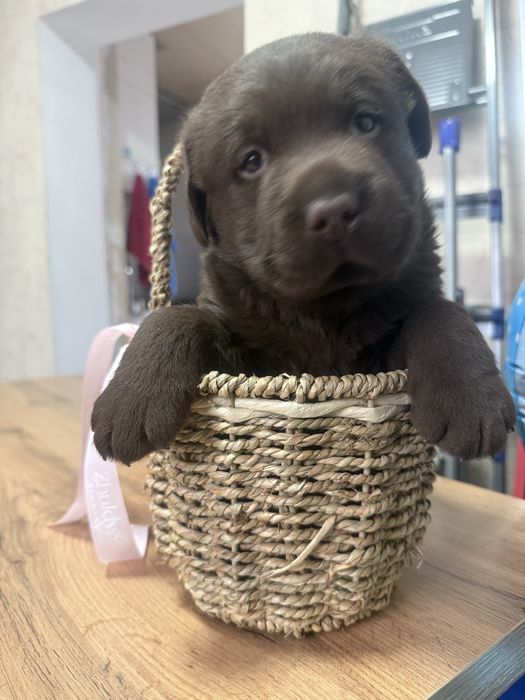 Шоколаданый лабрадор