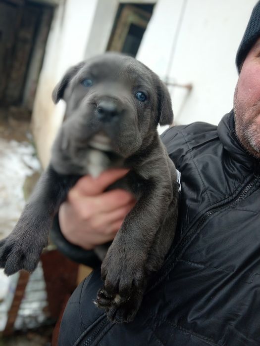 Малки сладки и игриви