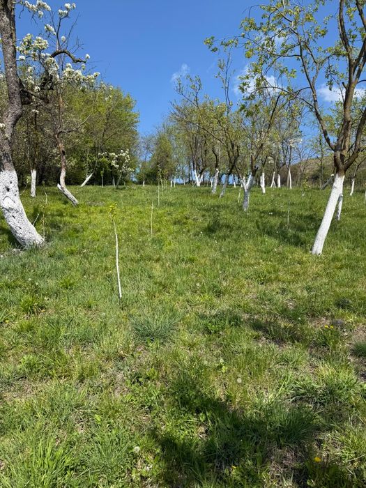 Vand teren intravilan  Husasau de Cris