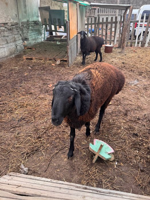 Бараны | Qo'chqorlar