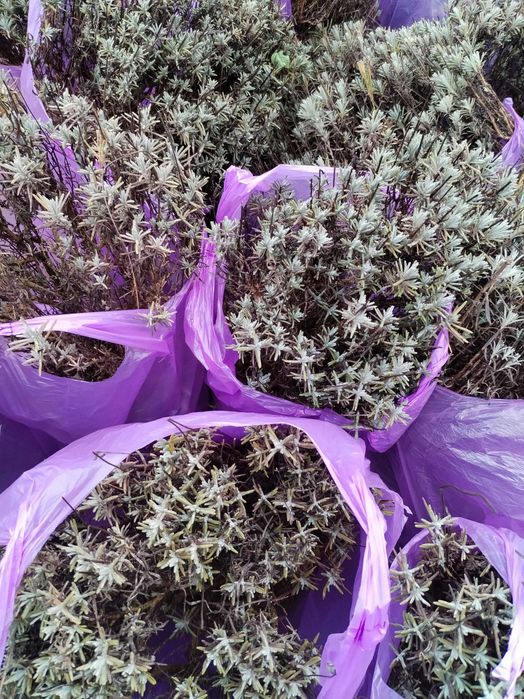 Tufe mari de LAVANDA