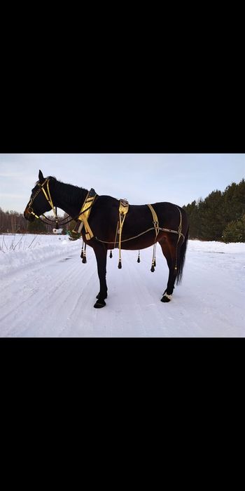 Упряжь парадная для лошади