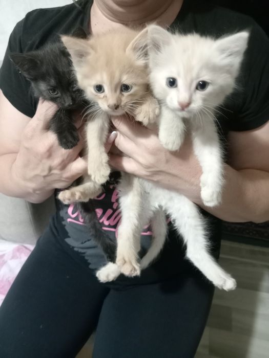 Отдам котят в добрые руки