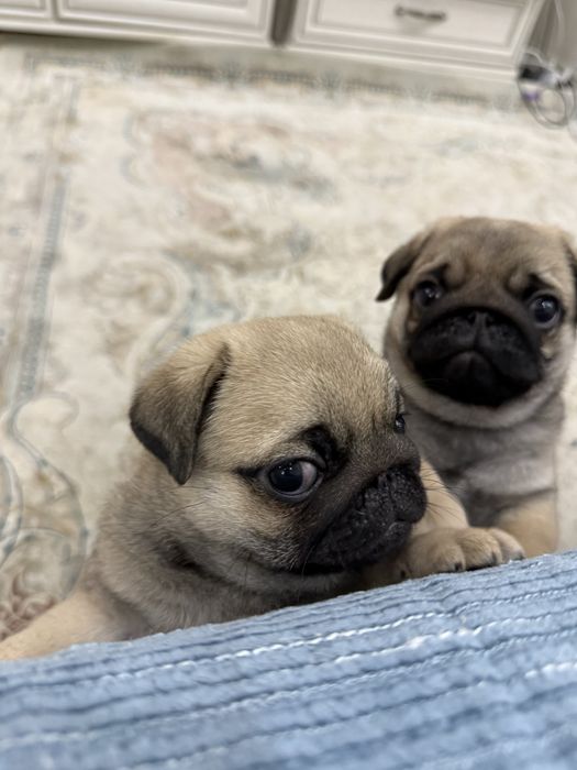 Продаются щенки мопса