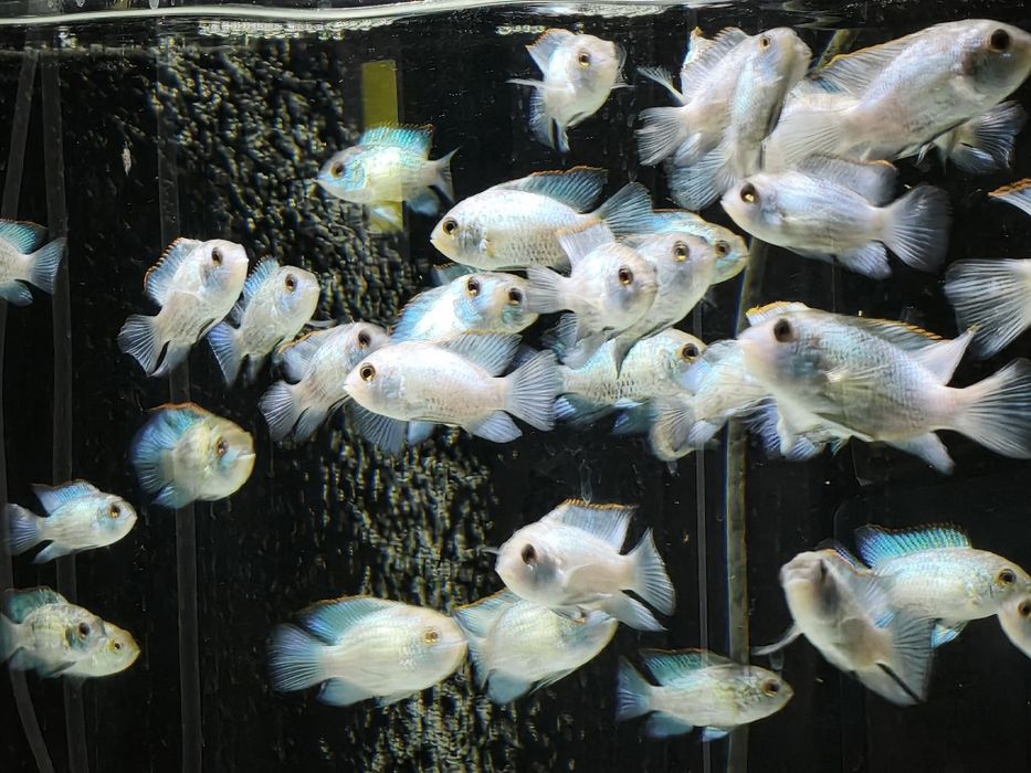 Electric Blue Acara.