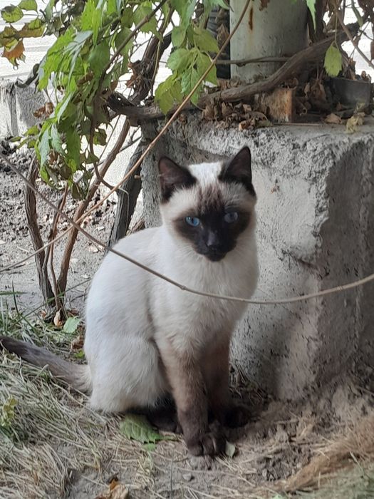 Siamiskaya nasilli mushuk sotiladi