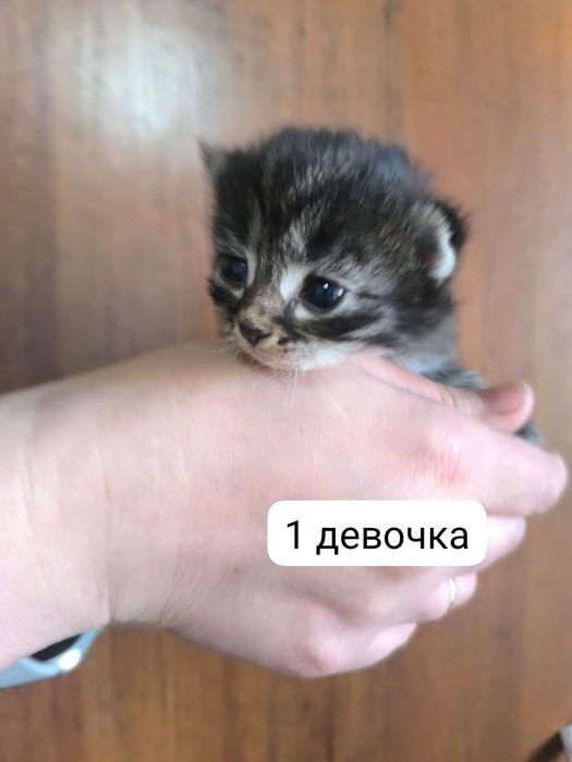 Отдам котят в хорошие руки