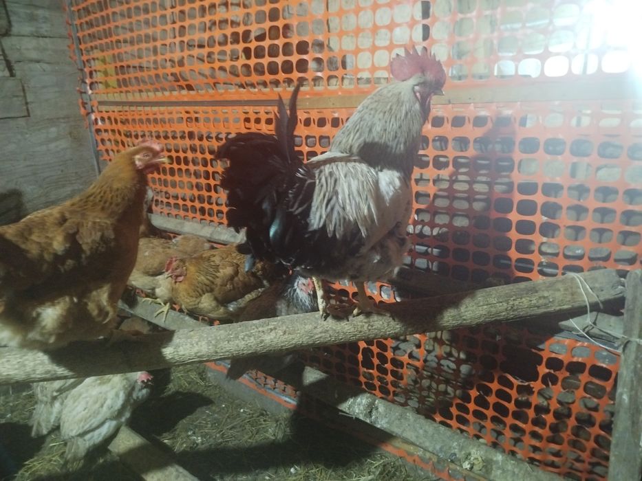 Домашние петушки молодые