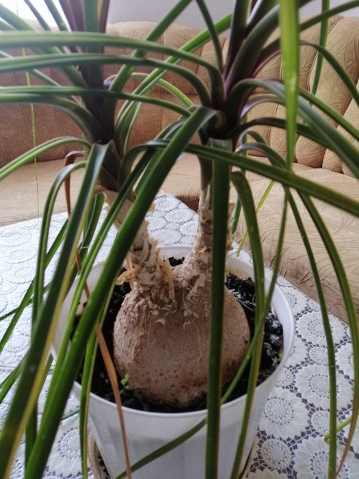 Страхотна нолина