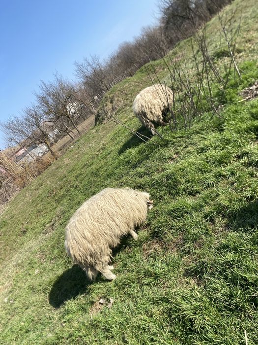 Berbeci de anul trecut