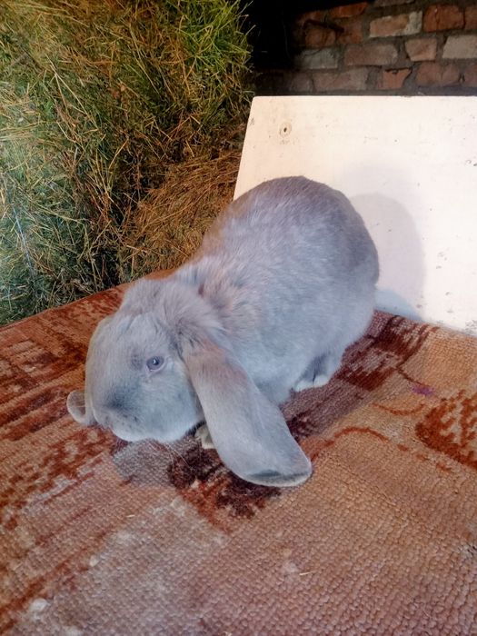 Продаются кролики