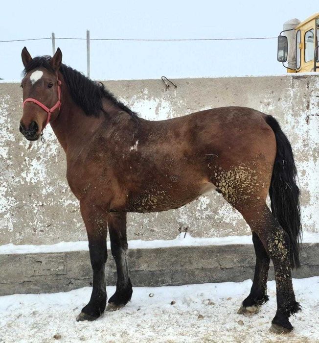 Продам жеребца мешаный