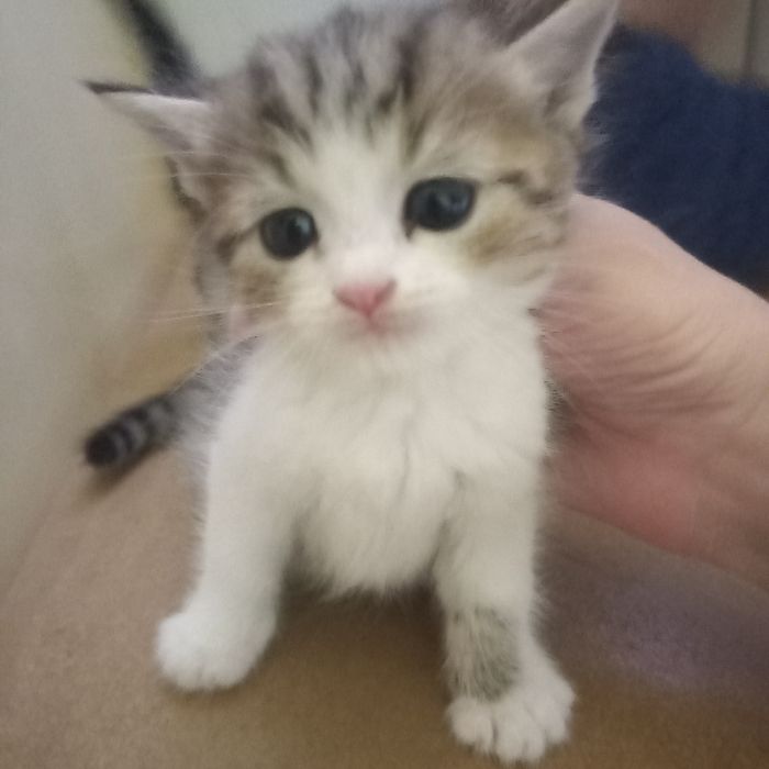 Породистые котята мальчик 1 мес