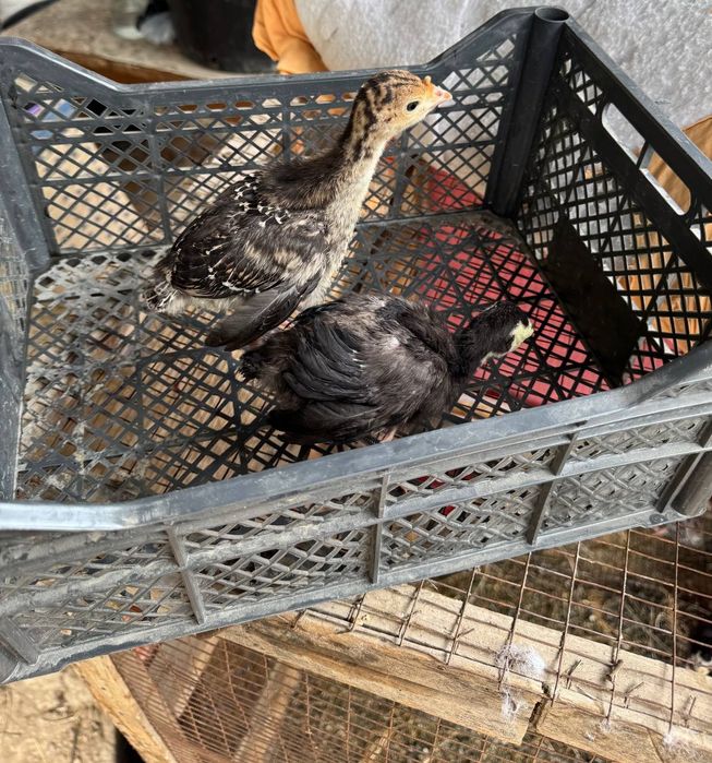 Маленькие цыплята, дети индюка