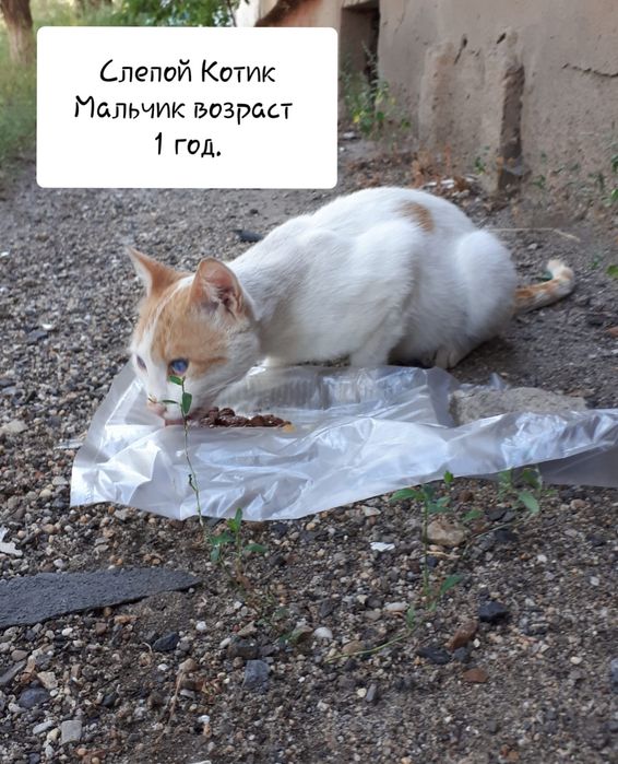 Кот мальчик в добрые руки