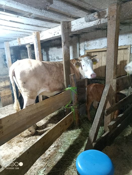 Vând Junca tânără