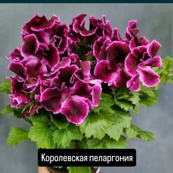 Герань королевская