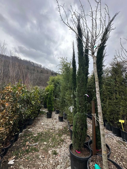 Plante Decorative pentru Gradini si Curti