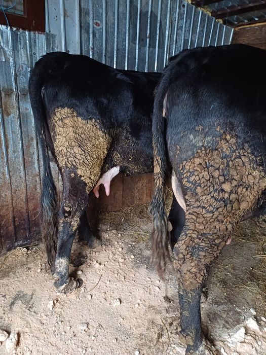 3 vaci de 3 ani și un  vitel de 7 luni