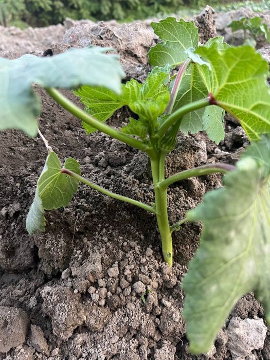 Bamiya urugʻlari MChJ dan 1-qoʻl