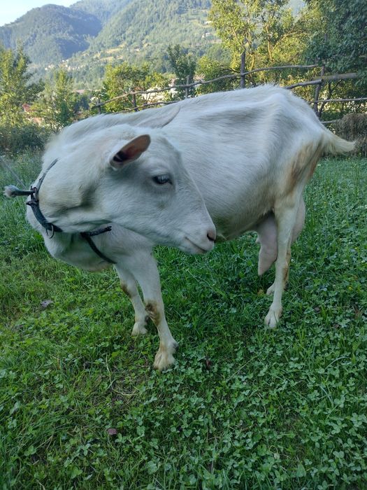 Vând capră sannen