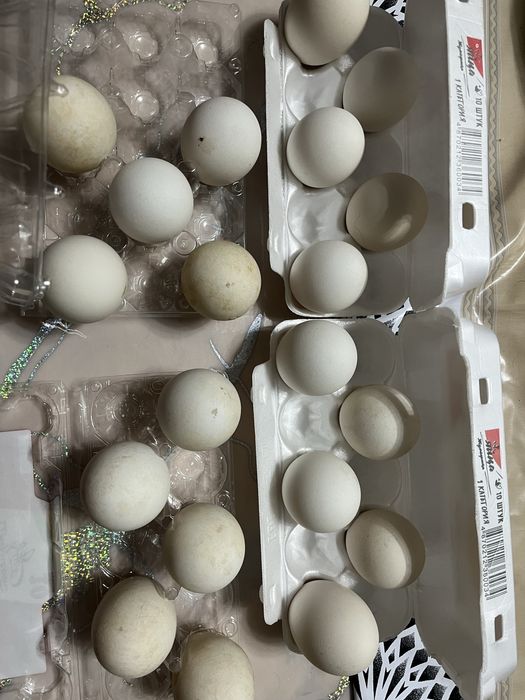 Продается гусинные яйца