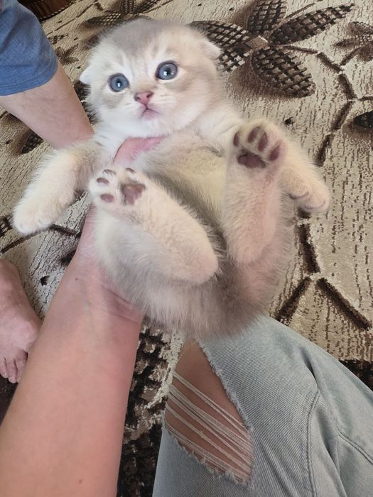 Продаются котята Скоттиш фолд