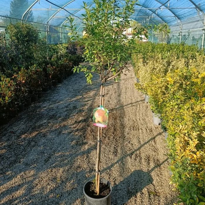 Rodie la ghiveci anul 4