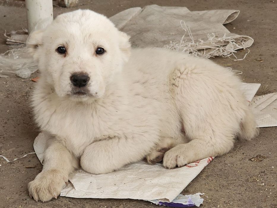 щенки алабая. белые.