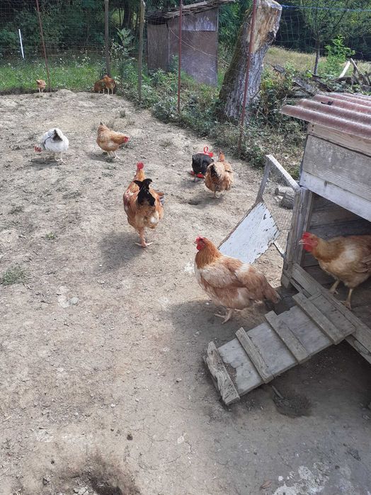 Vând găinii și cocoș