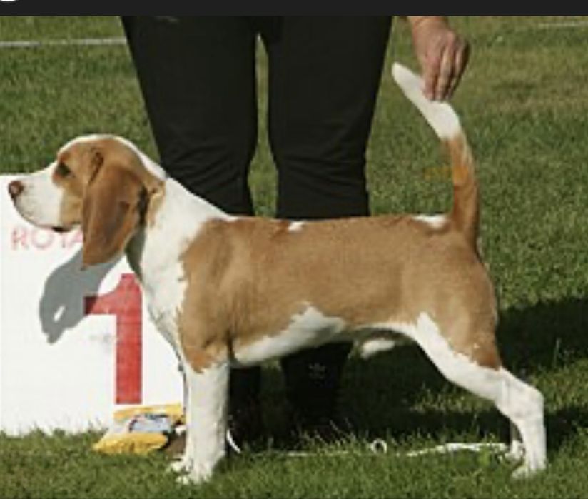 Щенки бигля Алматы