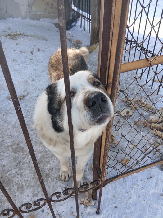 Отдам в хорошие руки