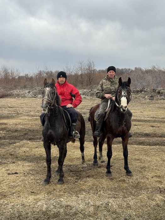 Продам Орловский рысак иноходец