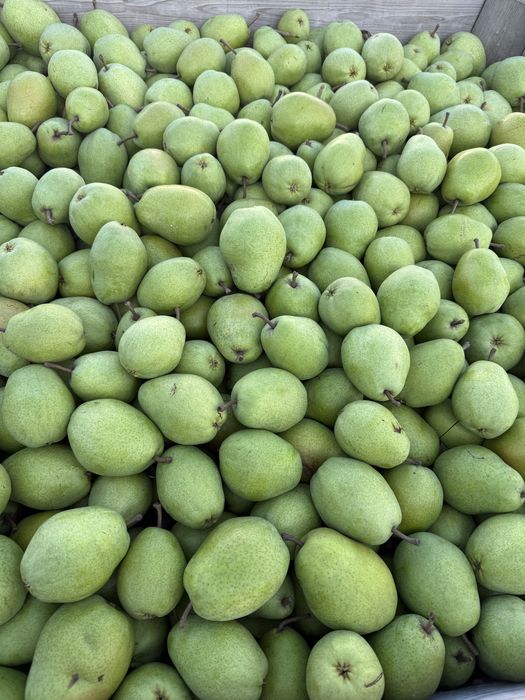 Pere lucas calibrul 65/95