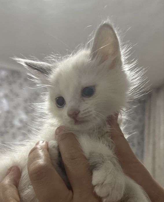 Отдам котят в хорошие добрые руки