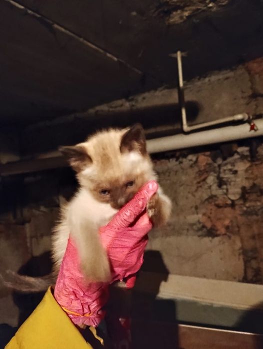 Котята ищут семью!