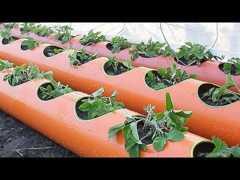 Продавам ягоди и малини