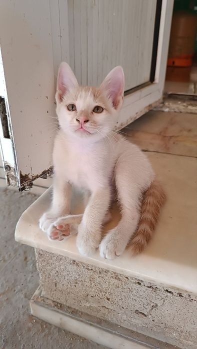 Кошка по имени Снежок